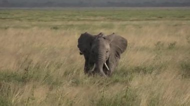 Öğleden sonra Kilimanjaro 'nun altındaki Amboseli parkında yalnız bir fil yürüyor. Çok büyük bir hayvan portresi..