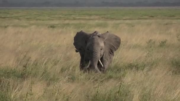 Elefante solitário andando na savana do parque Amboseli sob Kilimanjaro à tarde, close up retrato, animal muito grande. — Vídeo de Stock