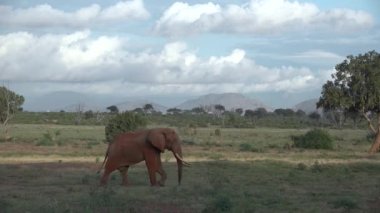 Öğleden sonra Kilimanjaro 'nun altındaki Amboseli parkında yalnız bir fil yürüyor. Çok büyük bir hayvan portresi..