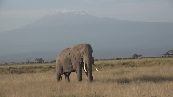 Eenzame olifant wandelen in savanne van het Amboseli park onder Kilimanjaro in de middag, close-up portret, zeer groot dier. — Stockvideo
