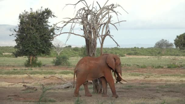 Elefante solitário andando na savana do parque Amboseli sob Kilimanjaro à tarde, close up retrato, animal muito grande. — Vídeo de Stock