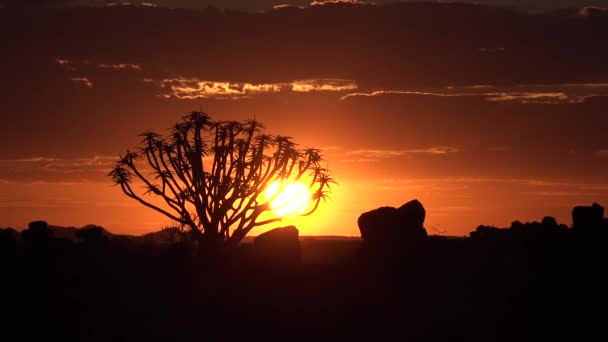 Ένα γραφικό ηλιοβασίλεμα στην αφρικανική έρημο. Χρυσή καλοκαιρινή βραδιά ηλιαχτίδες λάμπουν σε ακακίες διάσπαρτες γύρω από την εκπληκτική αφρικανική άγρια φύση — Αρχείο Βίντεο