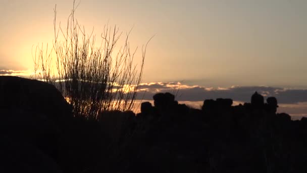 Живописный закат в африканской пустыне. Золотой летний вечер солнечные лучи сияют на acacias разбросаны по захватывающей дух африканской дикой местности — стоковое видео