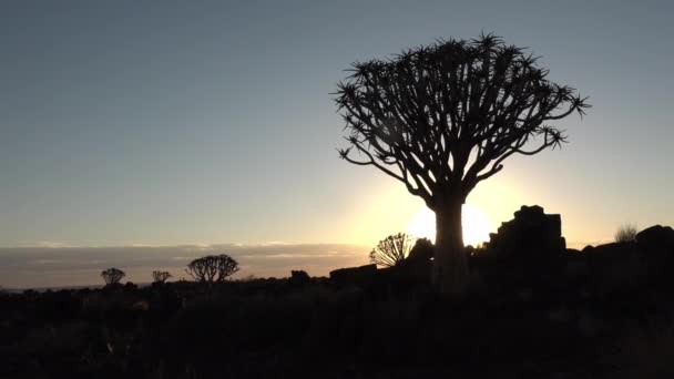 Una pintoresca puesta de sol en el desierto africano. Los rayos de sol dorados de la noche de verano brillan en las acacias esparcidas por el impresionante desierto africano — Vídeos de Stock