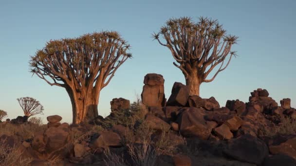 Un tramonto pittoresco nel deserto africano. Raggi di sole dorati della sera d'estate splendono sulle acacacie disseminate intorno alla natura selvaggia africana mozzafiato — Video Stock
