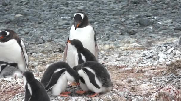 Пингвины в Антарктиде. В бухте Хоуп много пингвинов отдыхают на скалах. Антарктический полуостров. — стоковое видео