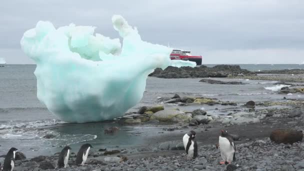 Pingviner i Antarktis. Många pingviner vilar på klipporna vid Hope Bay. Antarktiska halvön. — Stockvideo
