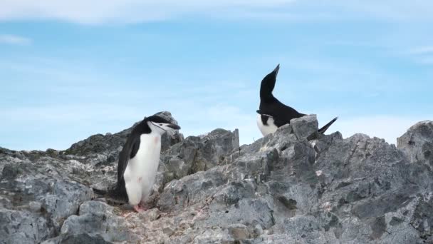 Pingouins en Antarctique. beaucoup de pingouins reposant sur les rochers de Hope Bay. Péninsule Antarctique. — Video