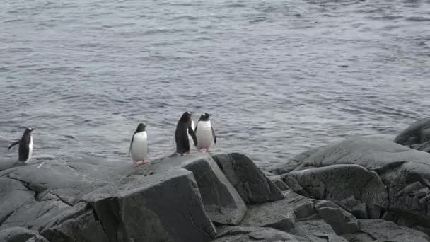 Pingüinos en la Antártida. muchos pingüinos descansando en las rocas de Hope Bay. Península Antártica. — Vídeos de Stock