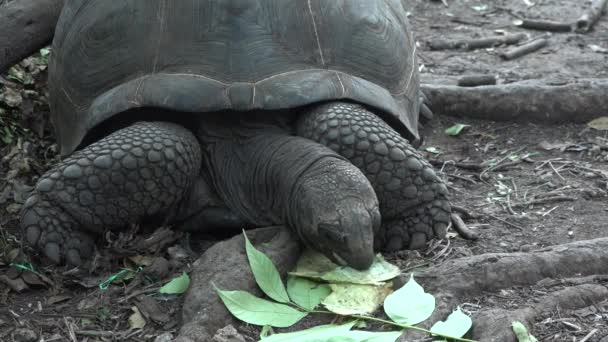 Eine riesige Schildkröte frisst Blätter. Reserve, Sansibar, Afrika. Seychellen-Schildkröte. Nahaufnahme. Zeitlupe. Tansania. — Stockvideo