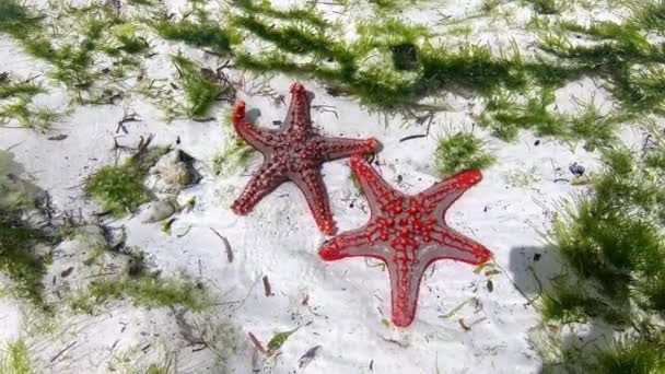 Praia tropical com estrelas-do-mar vermelhas, areia branca e água limpa. Estrela do mar na praia. Verão e viagens conceito de férias — Vídeo de Stock