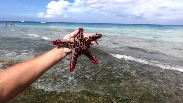 Tropikalna plaża z czerwonymi rozgwiazdy, biały piasek i czysta woda. Gwiazda morska na plaży. Koncepcja wakacji letnich i podróży — Wideo stockowe