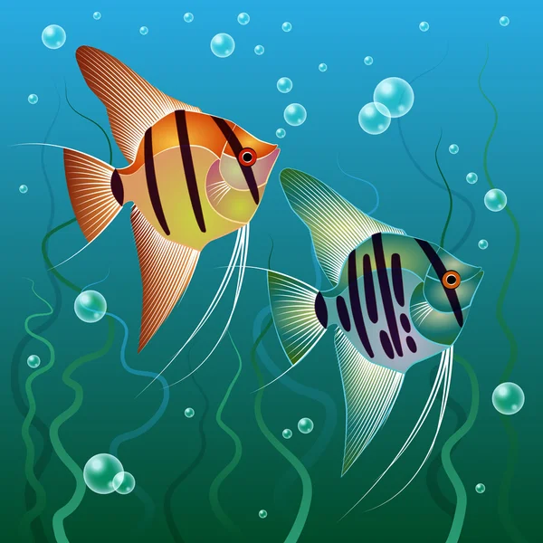 Pterophyllum scalare
