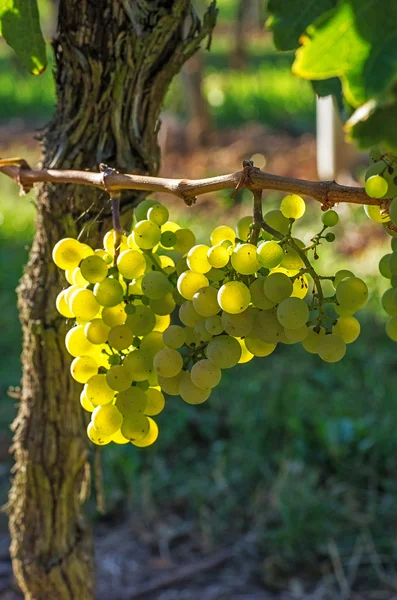 Szőlő a szőlőn — Stock Fotó