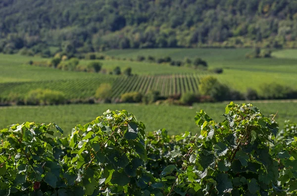 Vineyards in Rhineland Palatinate — Stock Photo, Image