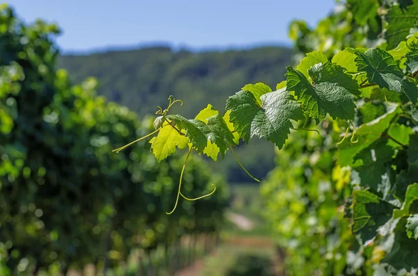 Viñedo en Renania Palatinado — Foto de Stock