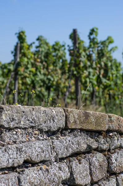 Stone wall with vines in the background — Stock Photo, Image