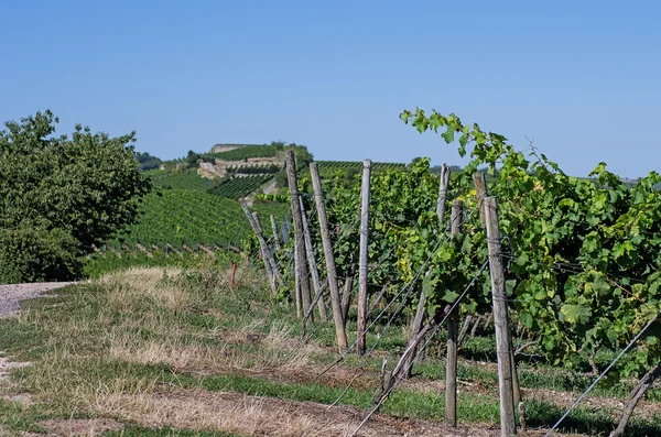 Vineyard in Rhineland Palatinate — Stock Photo, Image