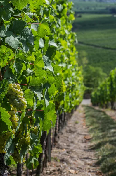 Vineyard in Rhineland Palatinate — Stock Photo, Image