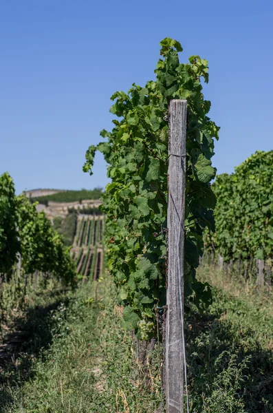 Vineyard in Rhineland Palatinate — Stock Photo, Image