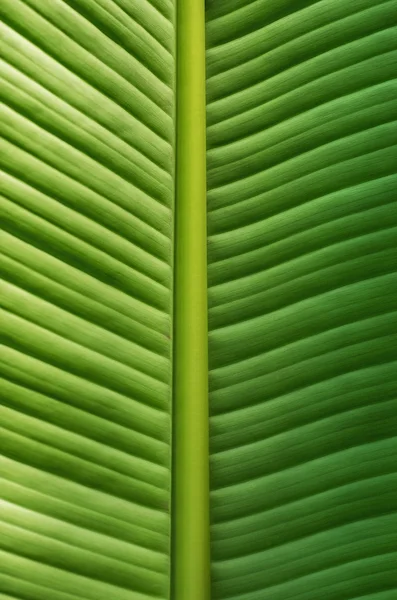 Close up view of a banana leaf Stock Image
