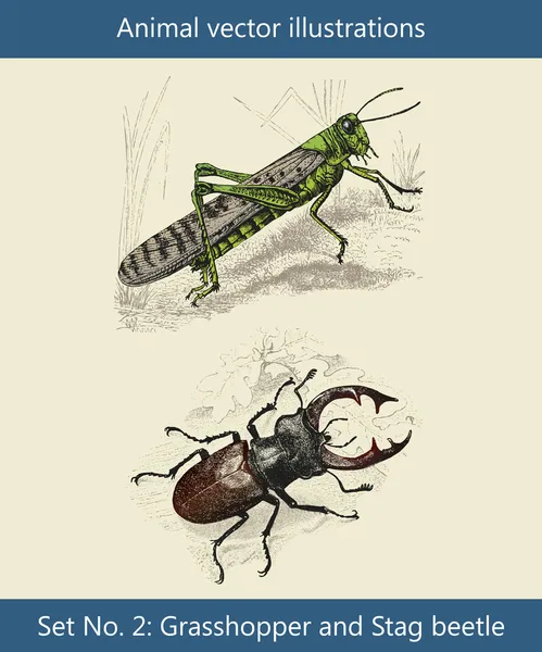 Ilustraciones de vectores animales, Saltamontes y Escarabajo Ciervo — Vector de stock