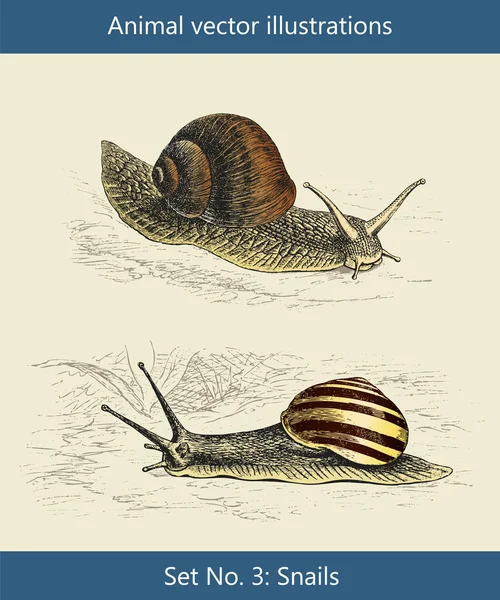 Illustrations vectorielles animales, Escargots — Image vectorielle