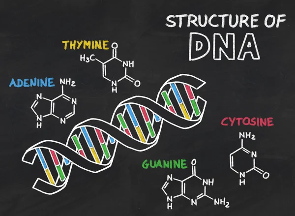 Bir kara tahta üzerinde DNA'ın kimyasal yapısı — Stok fotoğraf