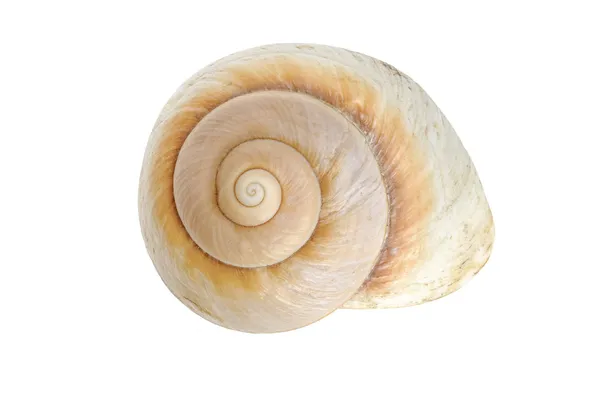 Brown sea snail shell — Stock Photo, Image