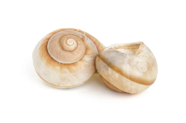 Two brown sea snail shells — Stock Photo, Image