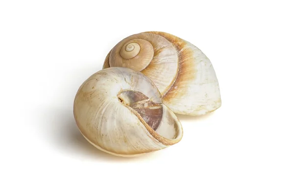 Two brown sea snail shells — Stock Photo, Image