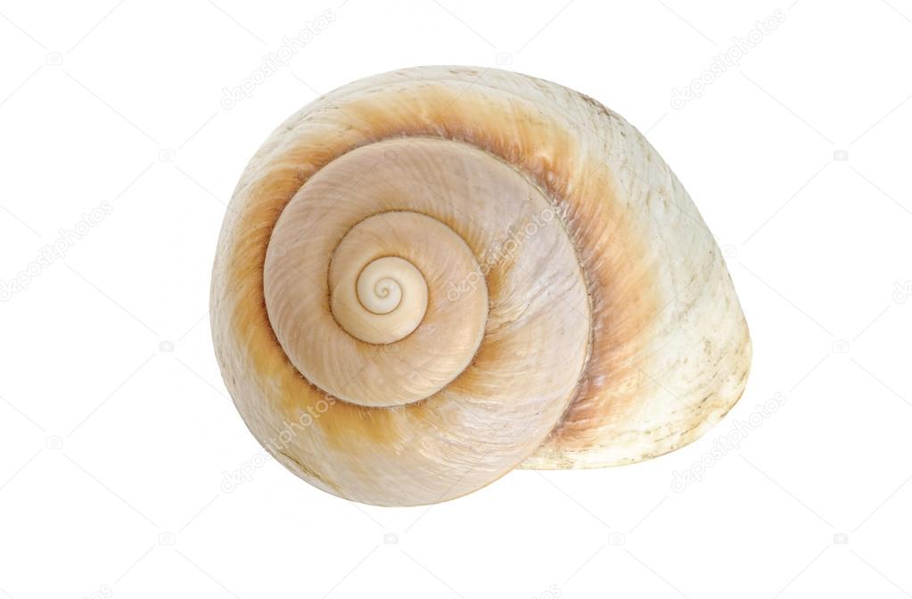 Coquille Escargot Images Libres De Droit Photos De Coquille Escargot Depositphotos