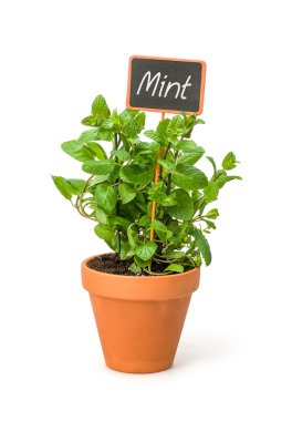 Mint in a clay pot with a wooden label clipart