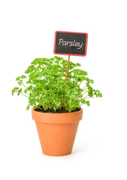 Parsley in a clay pot with a wooden label — Stock Photo, Image