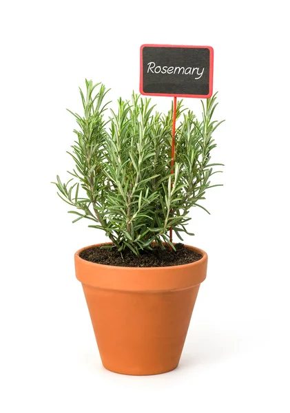 Rosemary em um pote de barro com uma etiqueta de madeira — Fotografia de Stock