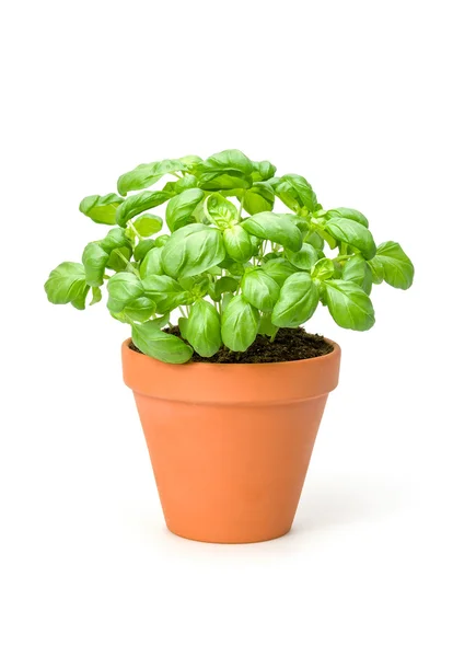 Basil in a clay pot — Stock Photo, Image