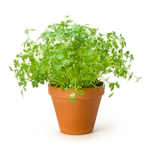 Chervil in a clay pot — Stock Photo, Image