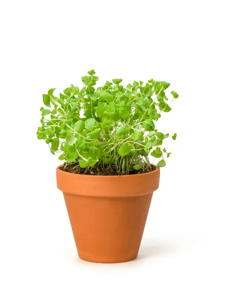 Marjoram in a clay pot — Stock Photo, Image