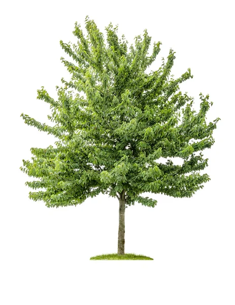 Beyaz zemin üzerinde izole kiraz ağacı — Stok fotoğraf