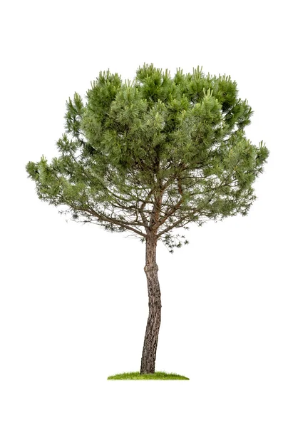 Isolated pine tree on a white background