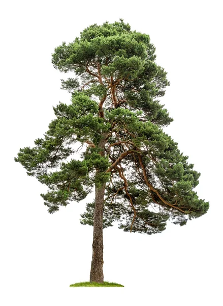 白い背景の上の孤立した松の木 — ストック写真