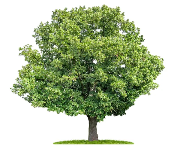하얀 배경에 있는 독특 한 석회 나무 — 스톡 사진