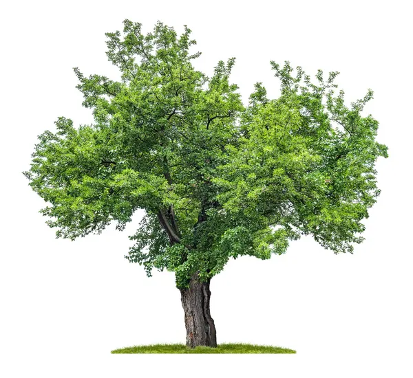 Isolated mulberry tree on a white background — Stock Photo, Image
