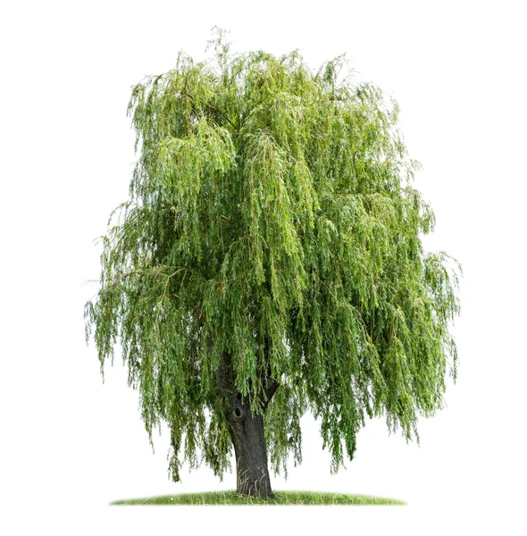 Isolated weeping willow on a white background — Stock Photo, Image