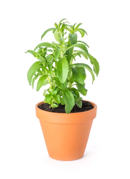 Stevia in a clay pot — Stock Photo, Image