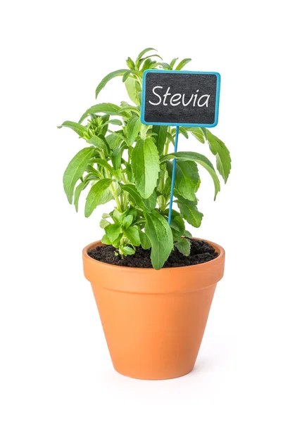 Stevia w glinianym garnku z etykietą drewniane — Zdjęcie stockowe