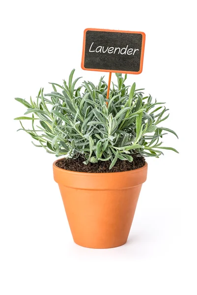 Lavender in a clay pot with a wooden label — Stock Photo, Image