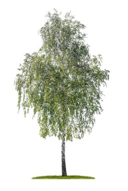 Isolated silver birch on a white background clipart