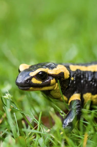 Fire salamander (Salamandra salamandra) — Stock Photo, Image