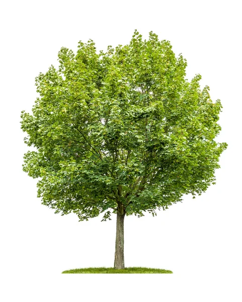 Απομονωμένες maple δέντρο σε λευκό φόντο — Φωτογραφία Αρχείου